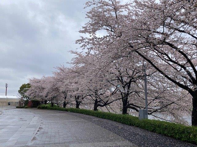 埼スタの桜4