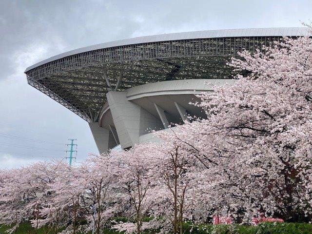 埼スタの桜1