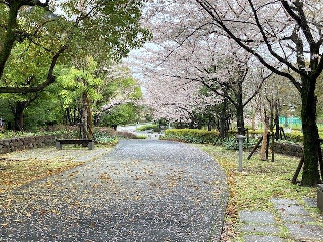 埼スタの桜2