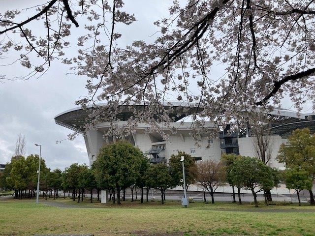 埼スタの桜3