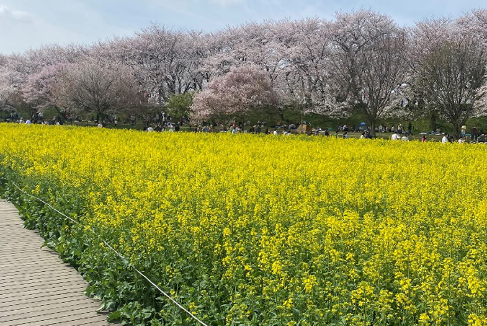 幸手権現堂桜堤