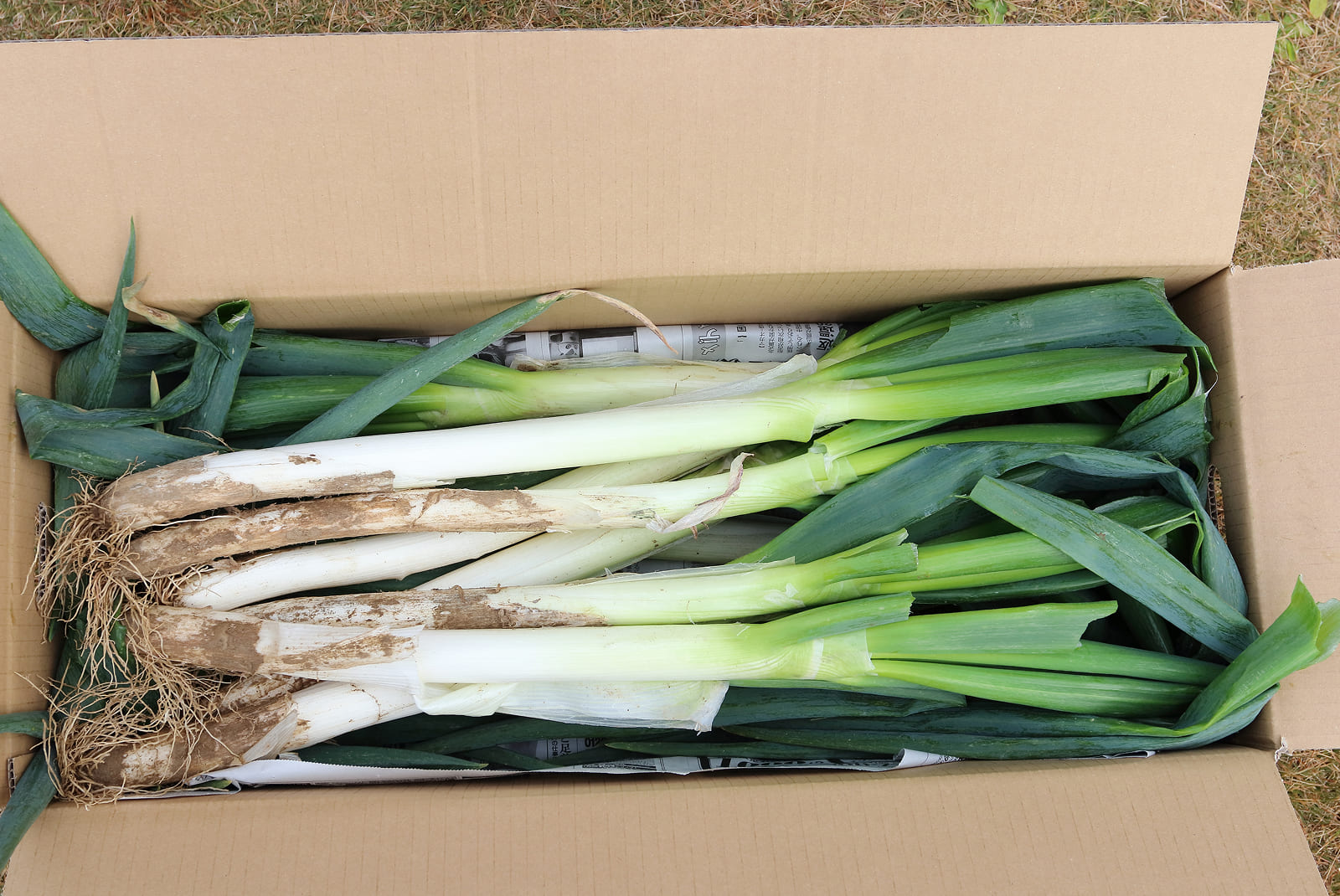 深谷ネギ