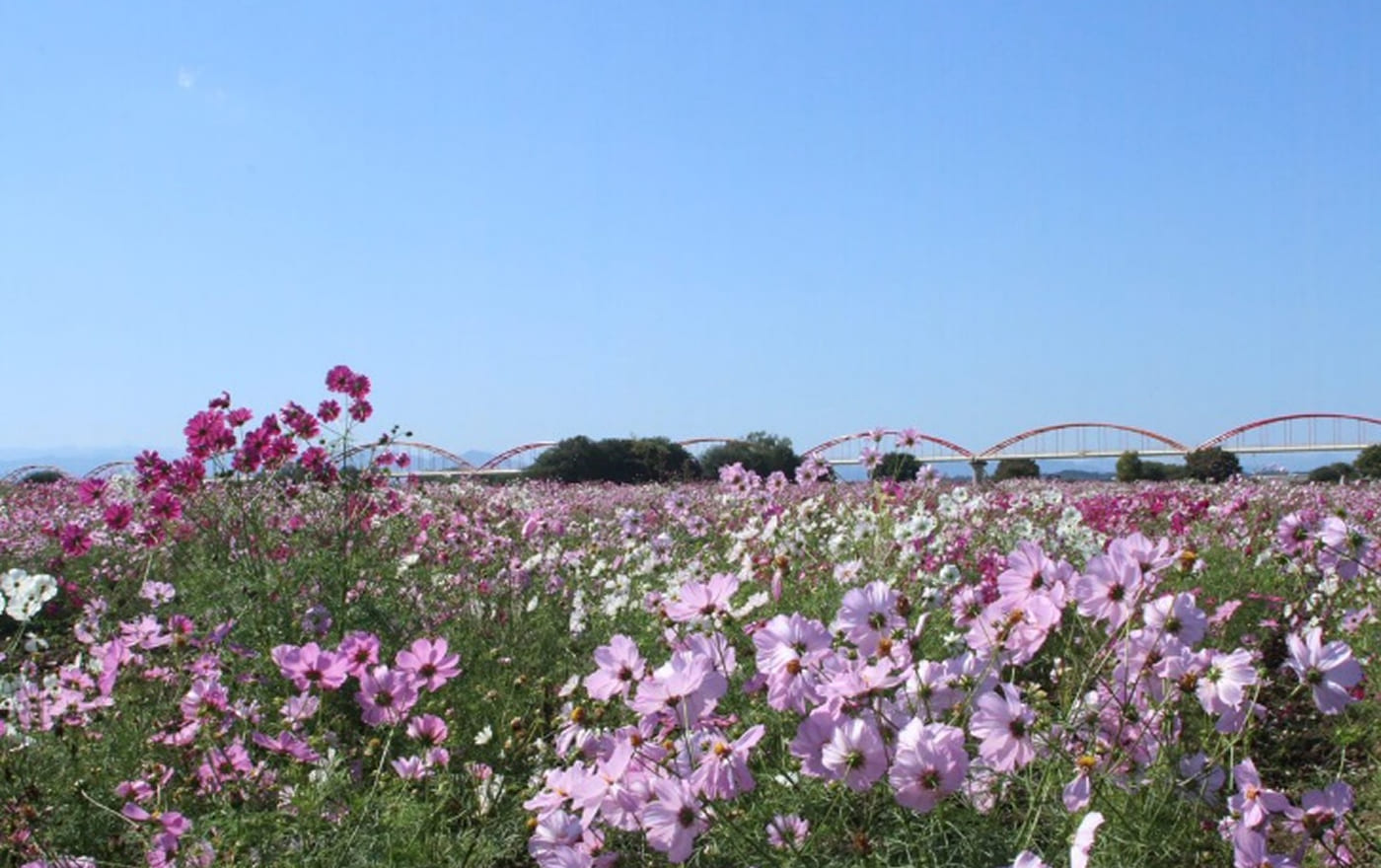 コスモスフェスティバル（鴻巣市）