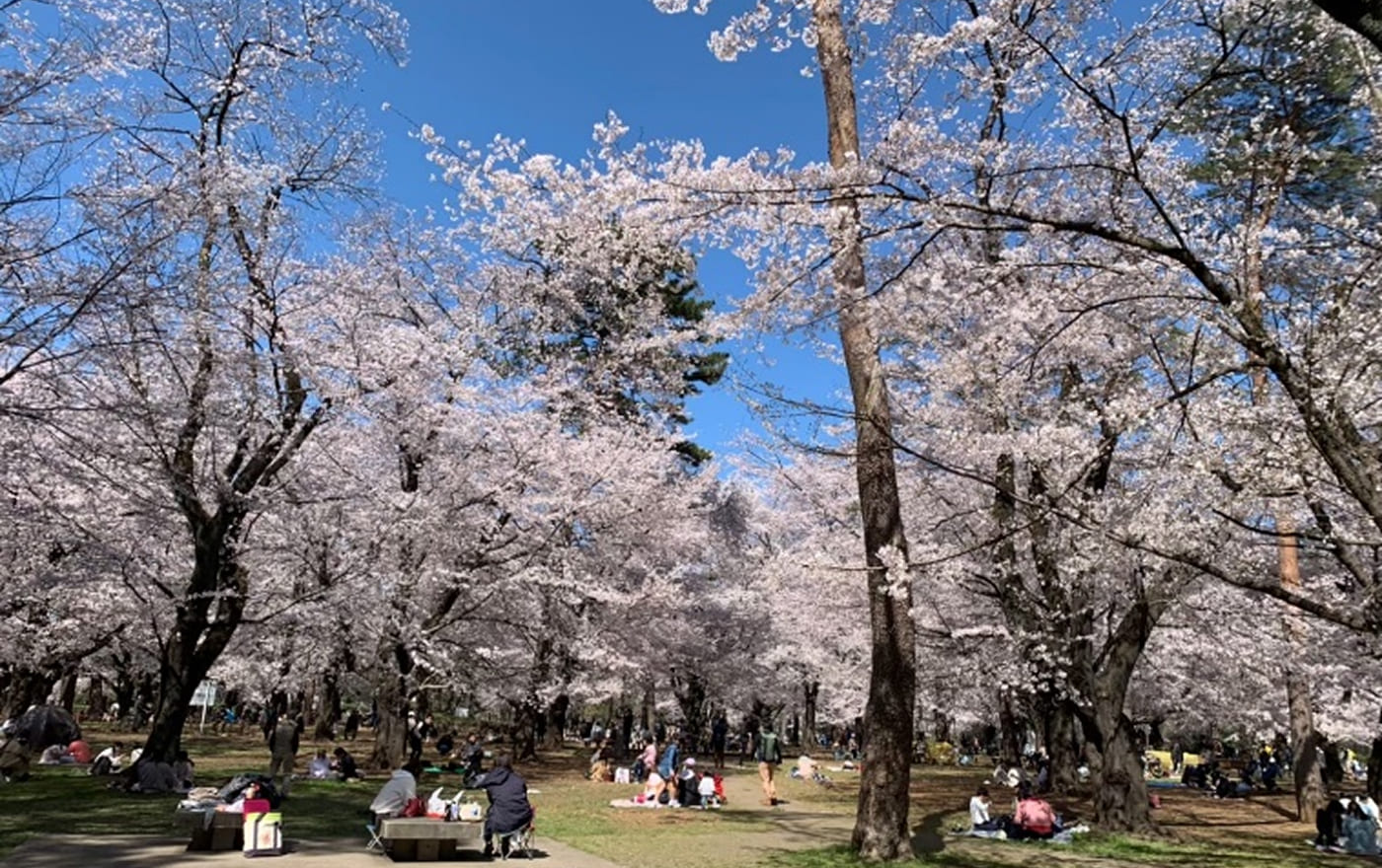 大宮公園桜まつり